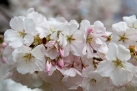 Cherry Blossoms 31-Mar-16