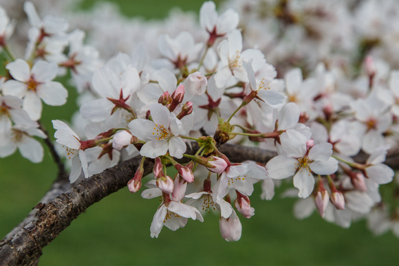 Cherry Blossoms-3378