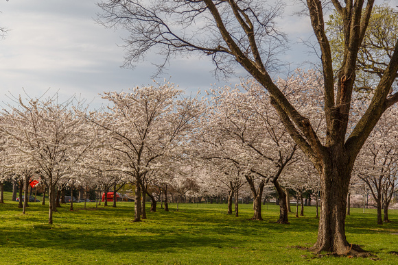 Cherry Blossoms-3457
