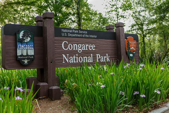 Congaree National Park-2125