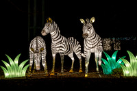 Zoo Lights 2019-2668